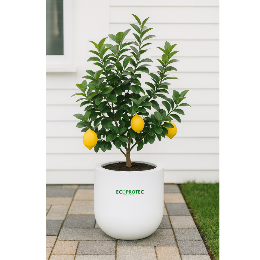 Round Composite Planters (Tall & Low) – Size 46 x 50 cm Durable, Modern Decorative Planters for Indoor & Outdoor Spaces - Ảnh 4